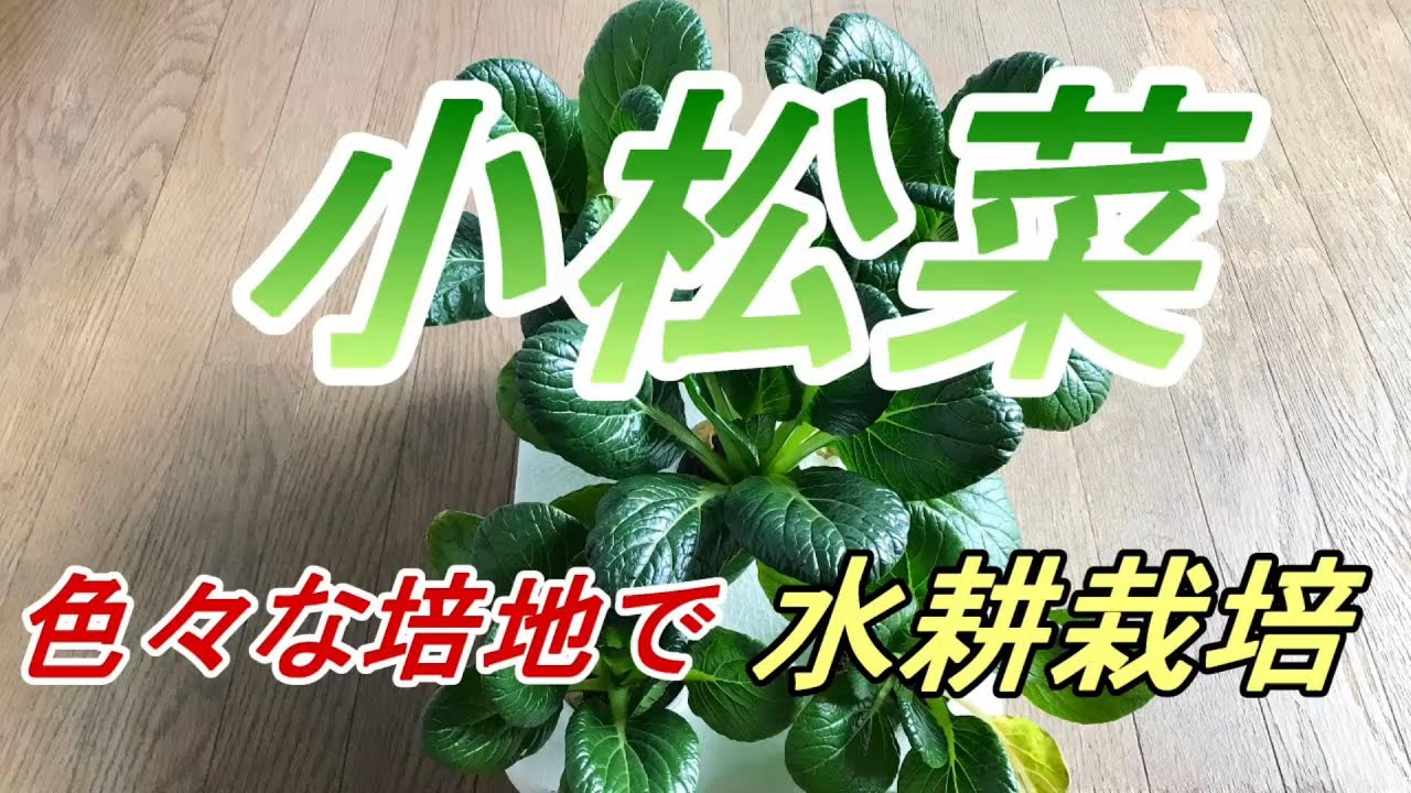 小松菜  種まき～　色々な培地で【プラカップ水耕栽培】をやってみました