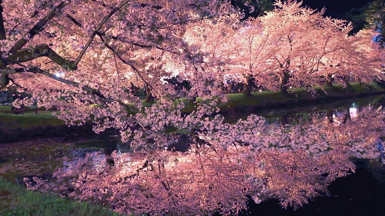 4K映像「弘前さくらまつり5 西濠の夜桜 日本三大桜」cherry blossom japan 日本一の桜の名所 日本の四季 春 青森県弘前市 4月中旬 お花見 絶景自然風景 観光旅行 8K撮影