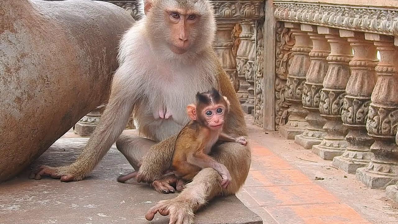 Adorable Baby Monkey Feeding Time with Mother ❤️