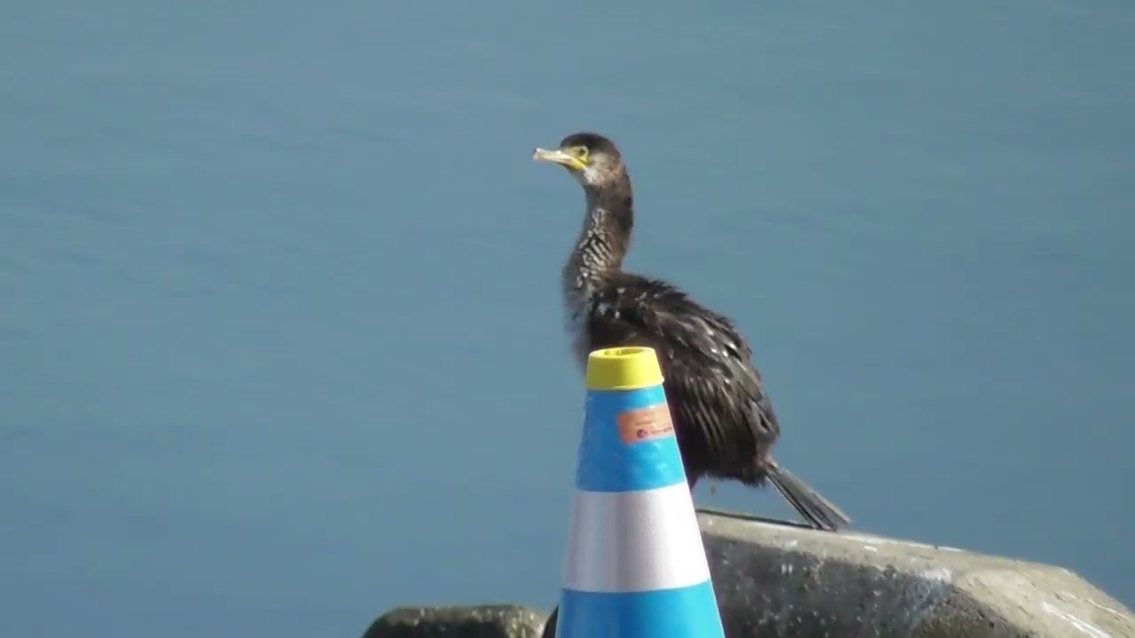 川崎駅近くの多摩川にいた羽干しするカワウ