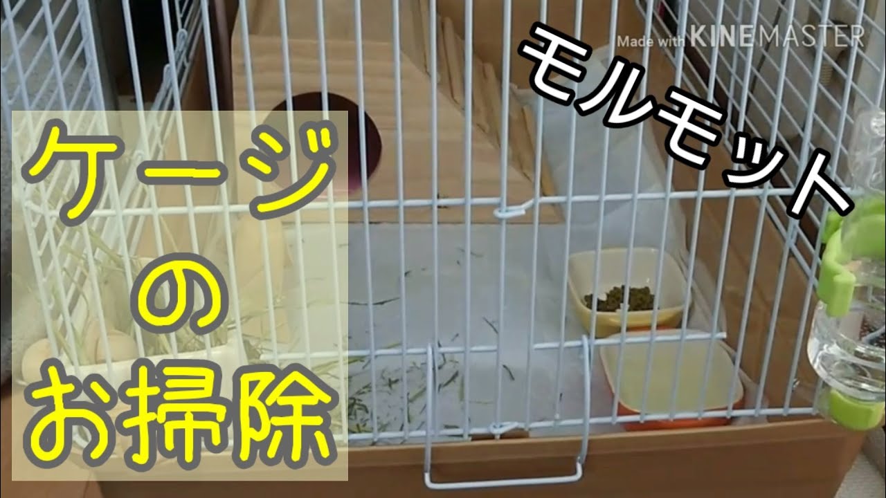 モルモットのケージをお掃除