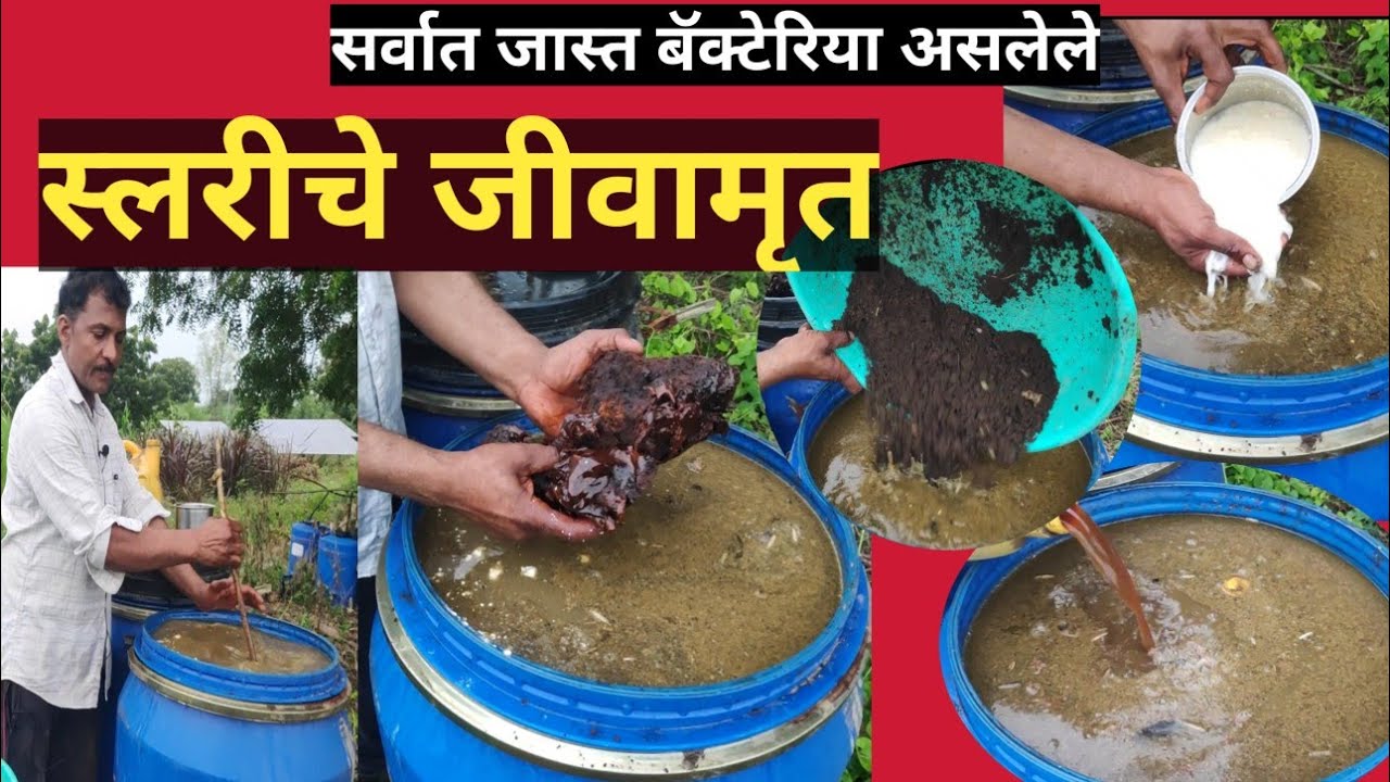 स्लरीपासून सर्वात जास्त बॅक्टेरिया असलेले जीवामृत तयार कसे करावे? स्लरीचा पुनर्वापर जीवामृतासाठी