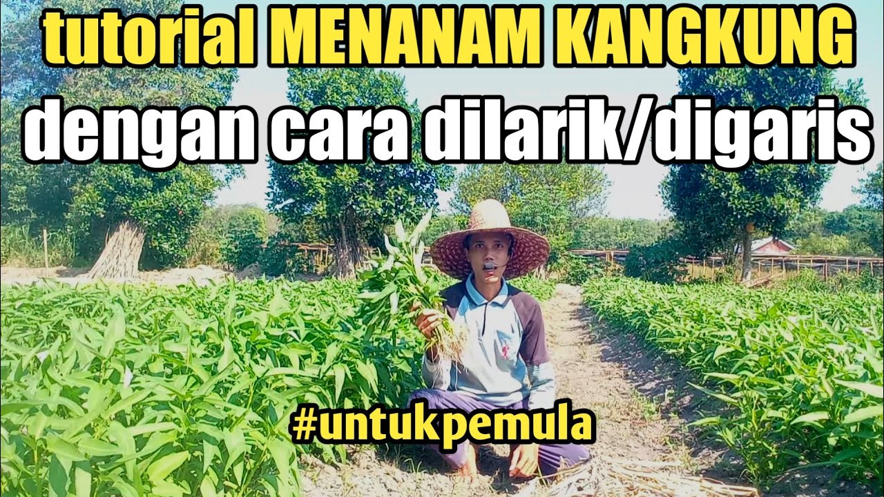 Cara Menanam Kangkung Cabut dengan di larik atau di garis