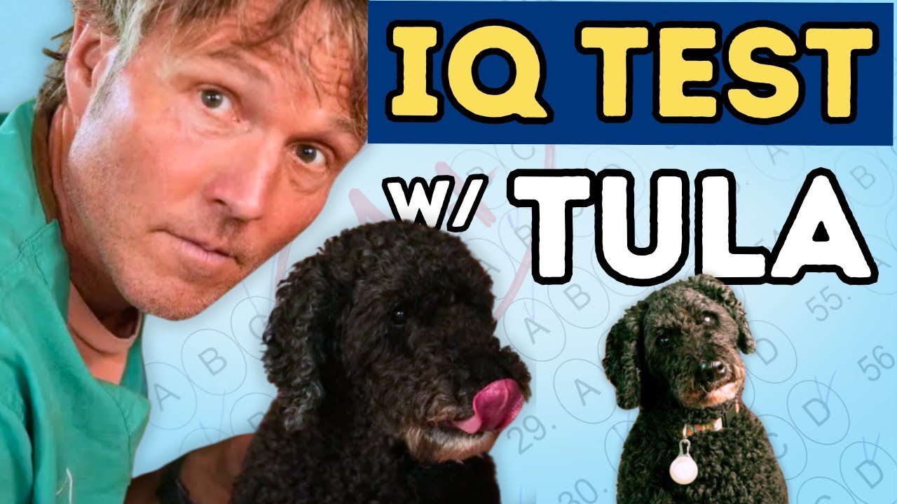 How Smart Is Your Dog? Dog IQ Test With Tula