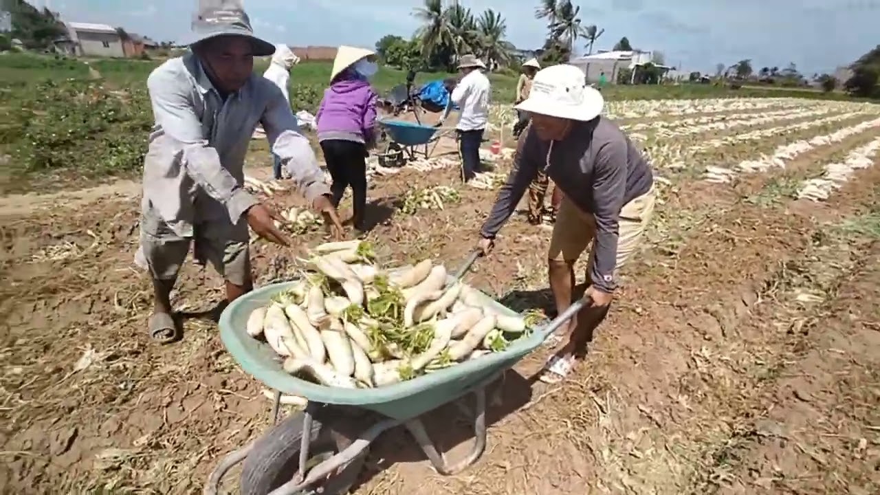 Thu hoạch nhân sâm trắng, siêu to, siêu khổng lồ