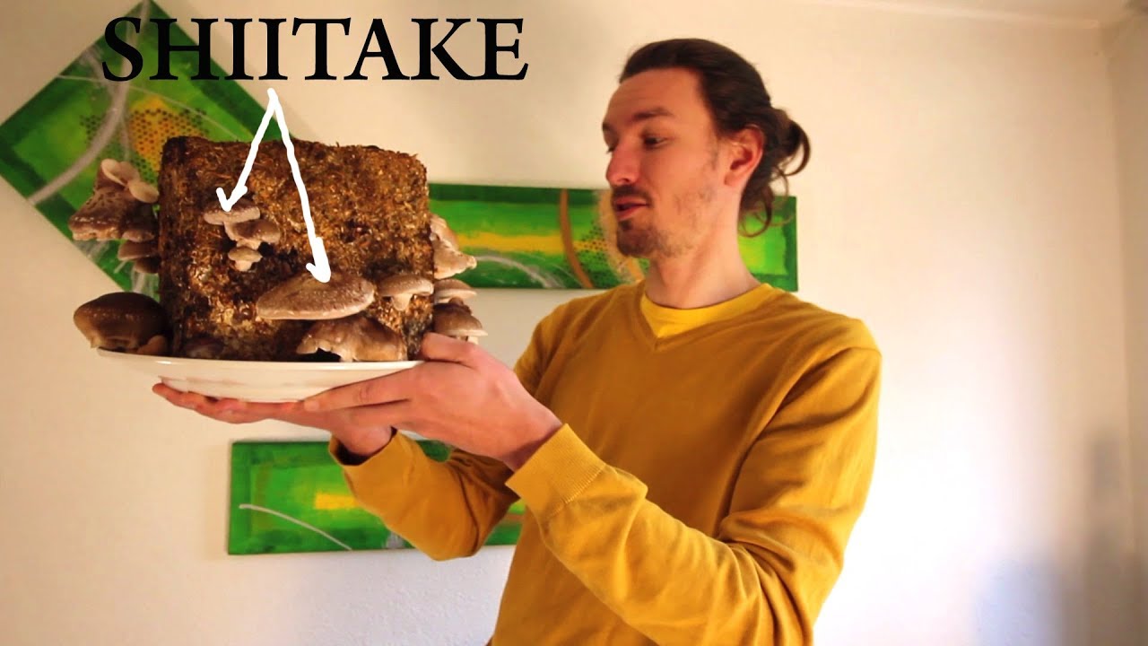 Cultiver ses champignons médicinaux | Shiitake