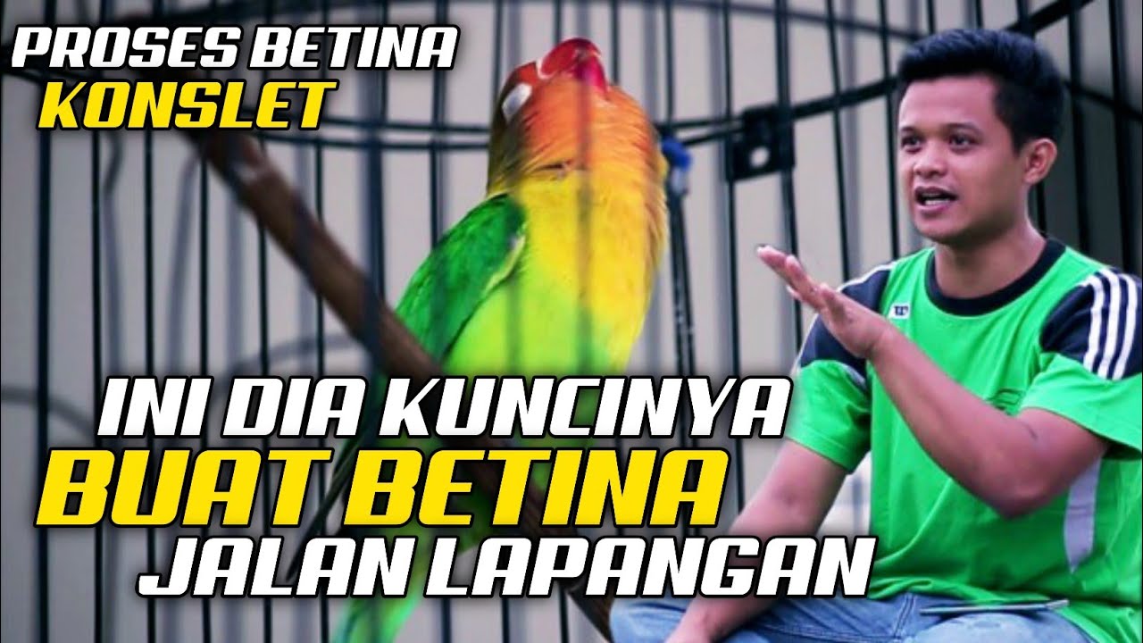 WAJIB COBA CARA INI - BUAT BETINA JALAN LAPANGAN - Novi Banjarnegara Gemilang abadi sf