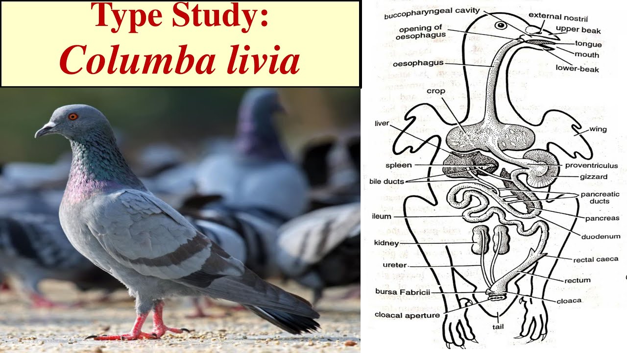 Columba livia | Type study of Pigeon | Morphology of Columba livia | Digestive system of Pigeon