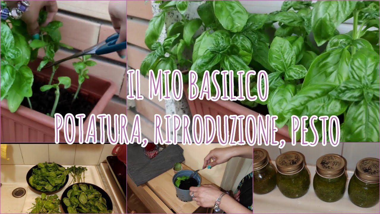 IL MIO BASILICO 🍀 - Potatura, riproduzione talea e foglie, ricetta pesto genovese