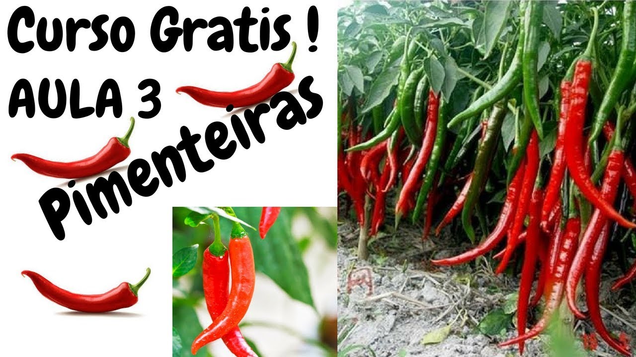 AULA 3 - Curso Como Cultivar Pimentas em Vaso (VÍDEO LONGO)
