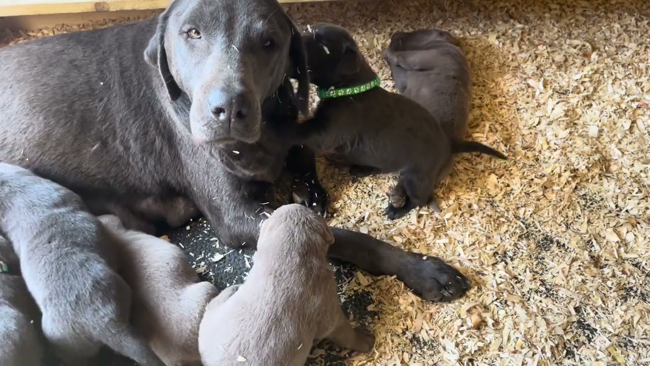 3 week old Puppies! Charcoal Labs and Silver Labs! Weber Labs Facebook 