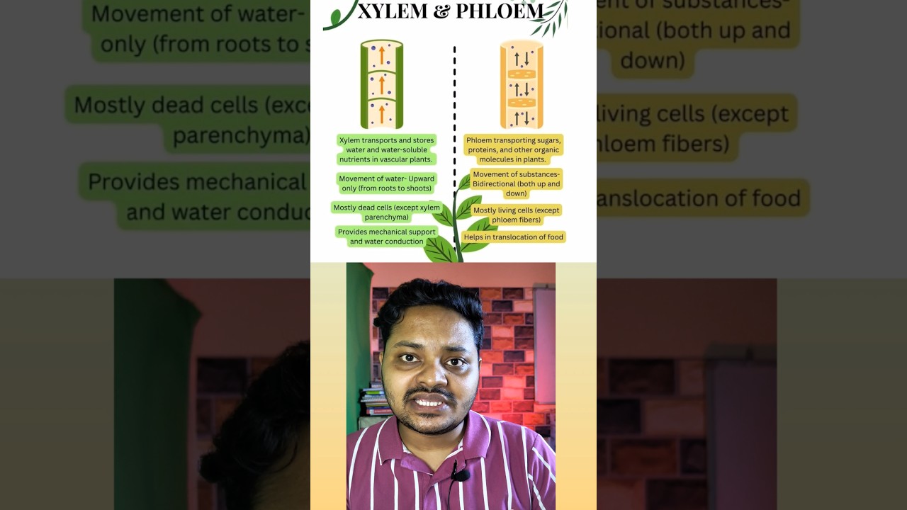 🔥Xylem vs Phloem | Easy Difference Explained #shorts #unfilteredclasses