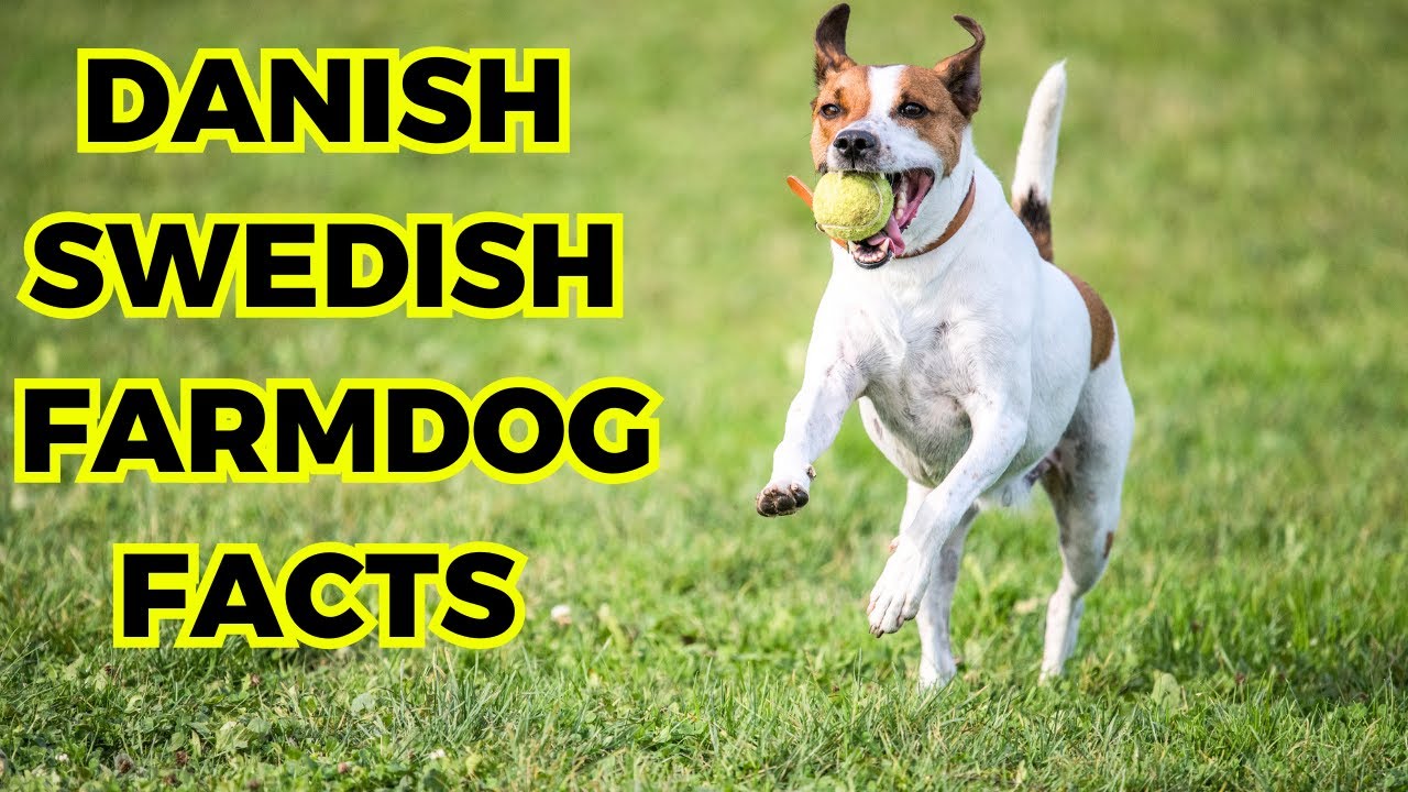 Danish Swedish Farmdog - Top 10 Interesting facts