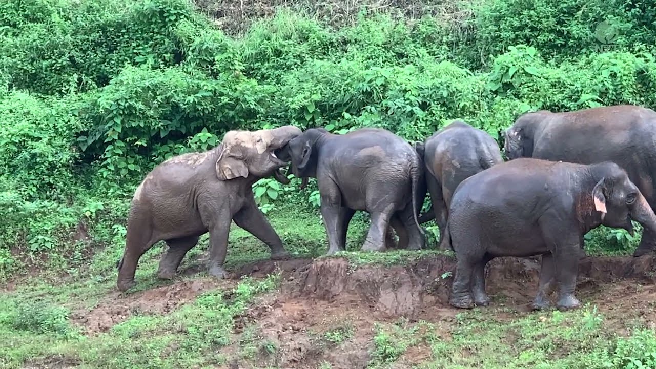Elephant Cross The River To Stop The Fight - ElephantNews