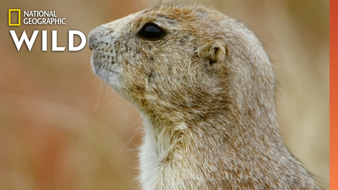 A Prairie Dog Eco-System | Mexico Untamed