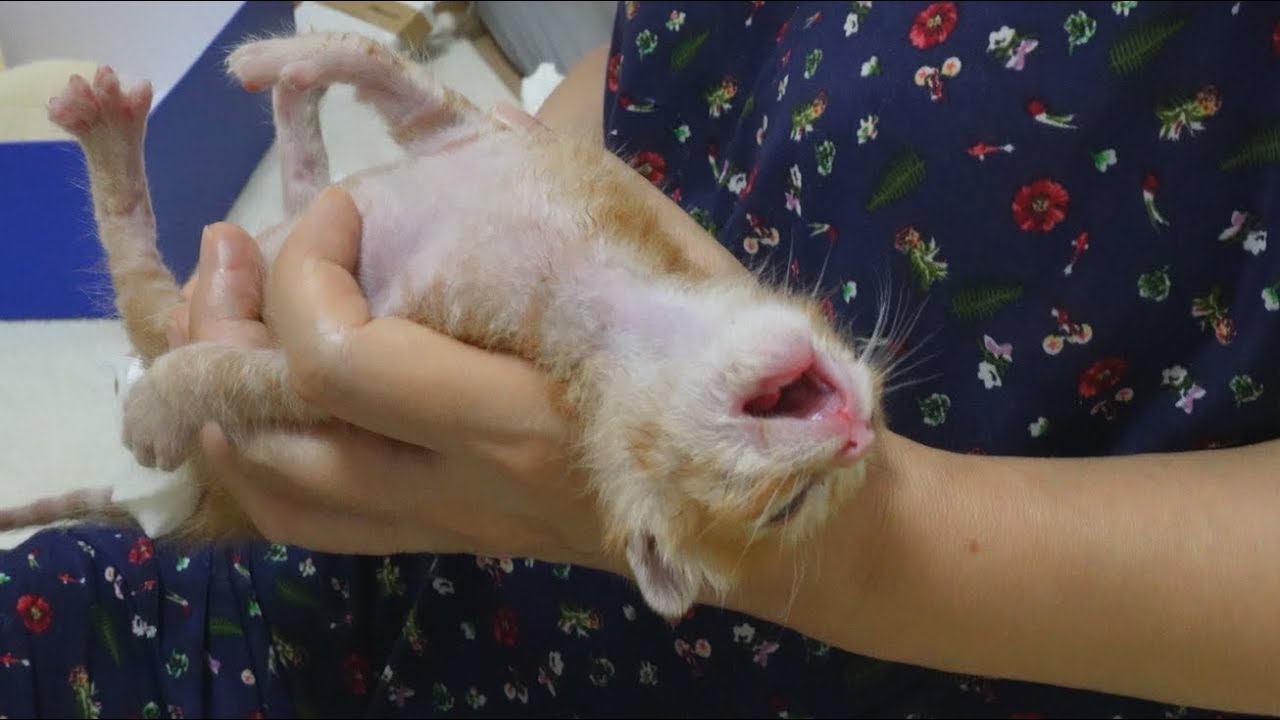 Котенок лежит, плачет и какает