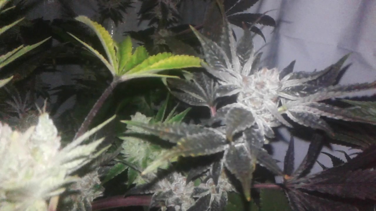 Super soil/ No till pre chop