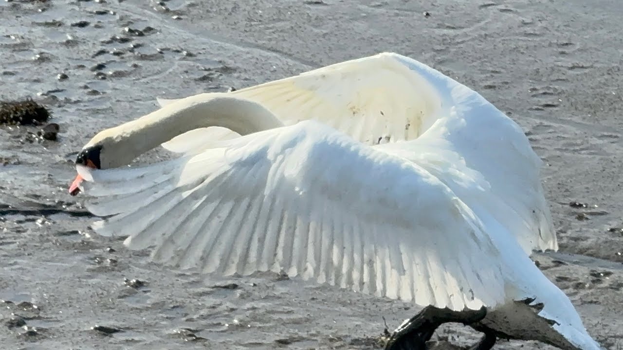 Chasing Off New Pair, Then Having Seeds. (Walpole Pair) 25 Feb, 2026. 