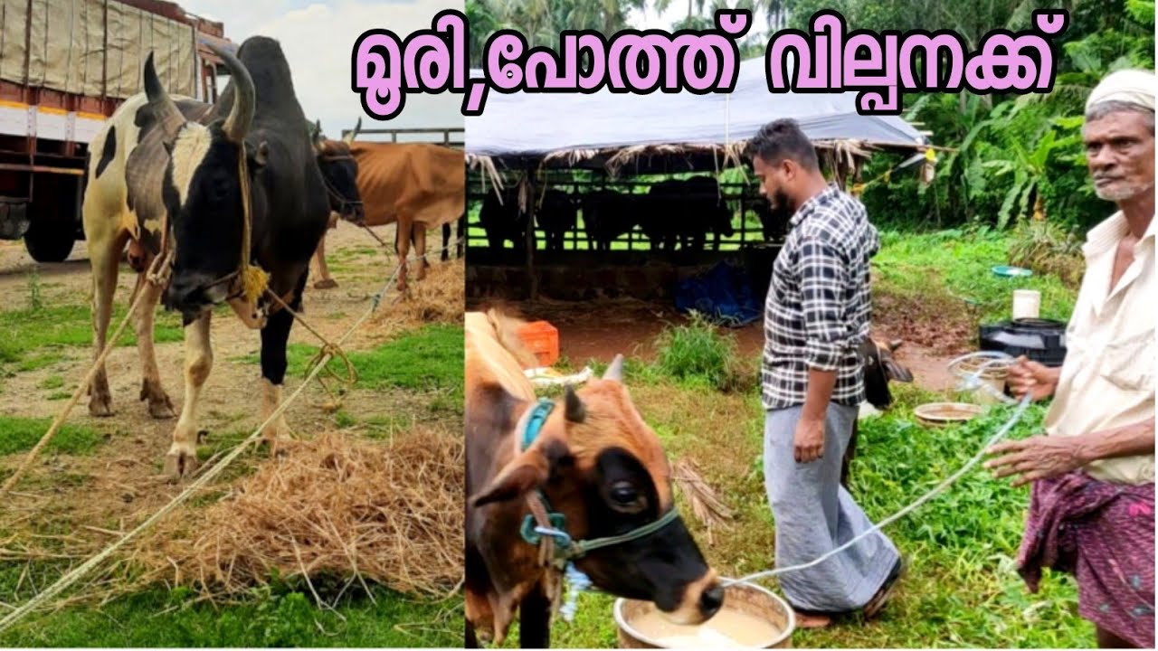 ബിരിയാണിക്കും വളർത്താനും പറ്റിയ മൂരി,പോത്ത് എന്നിവ കുറഞ്ഞ ബഡ്ജറ്റ് മുതൽ ലഭിക്കുന്നു ,buffalo farm