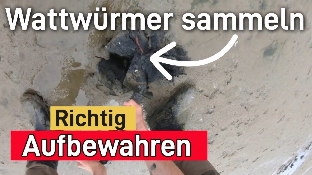 Wattw&uuml;rmer sammeln und aufbewahren |  Lebensraum im Nordsee Wattenmeer