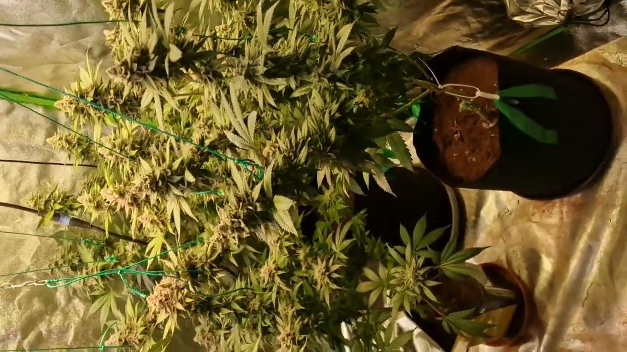 Super Boof , Barneys Farm , Natures Finest 
