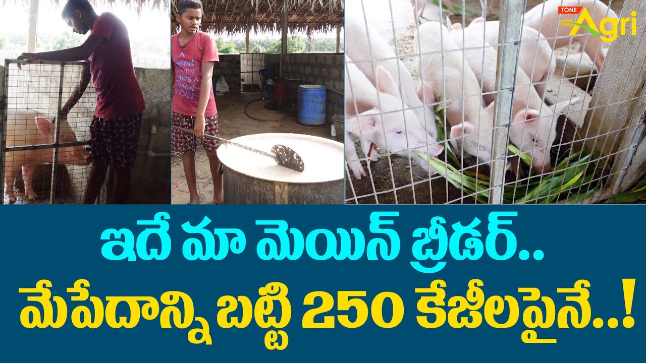 Seema Pandula Breeding | Pig Farm | ఇదే మా మెయిన్ బ్రీడర్.. మేపేదాన్ని బట్టి 250కేజీలపైనే! Tone Agri