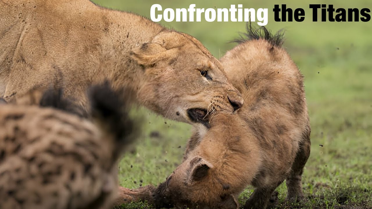 Savannah Epic Lions and Hyenas in Fierce Confrontations