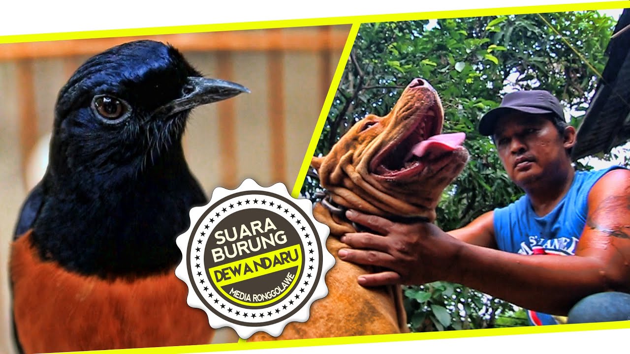 KISAH SUKSES : Wajah Sangar Perawat Anjing Bikin Murai Ekor Hitam Sigit WMP Gacor