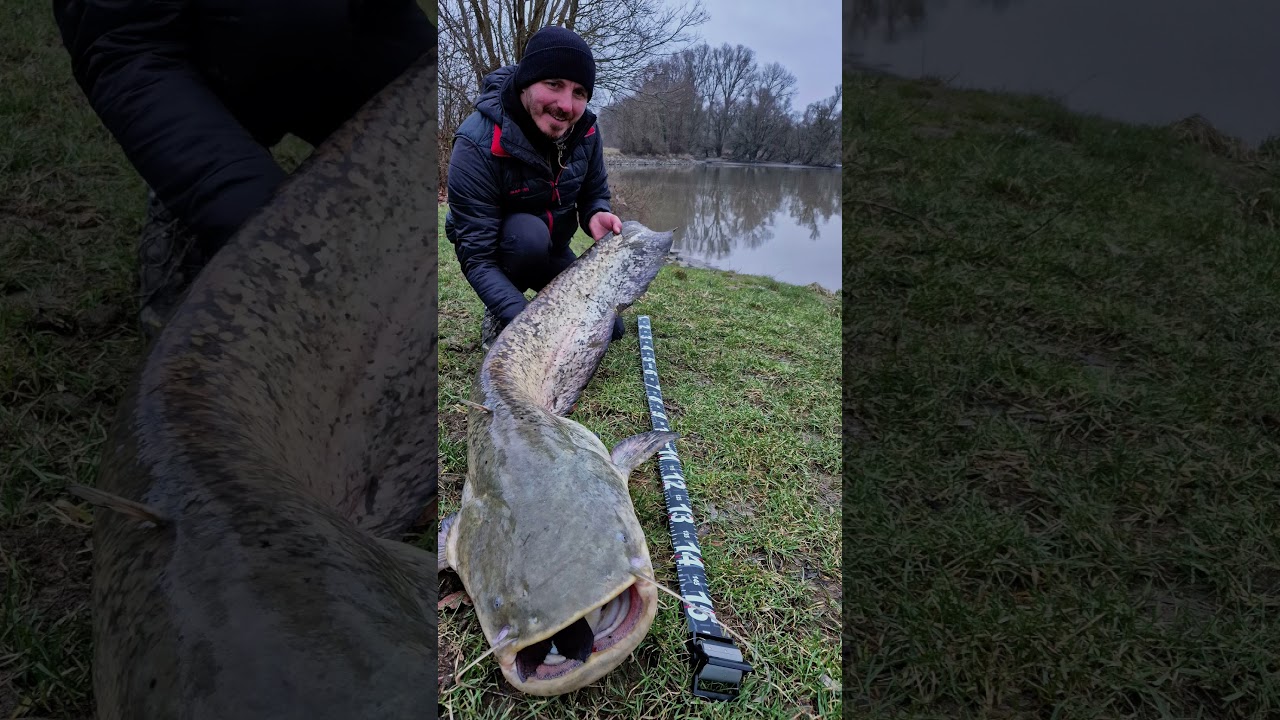 Big Catfish on Zander rod!!! 