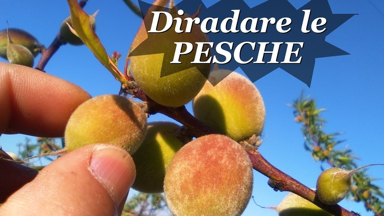 DIRADARE LE PESCHE