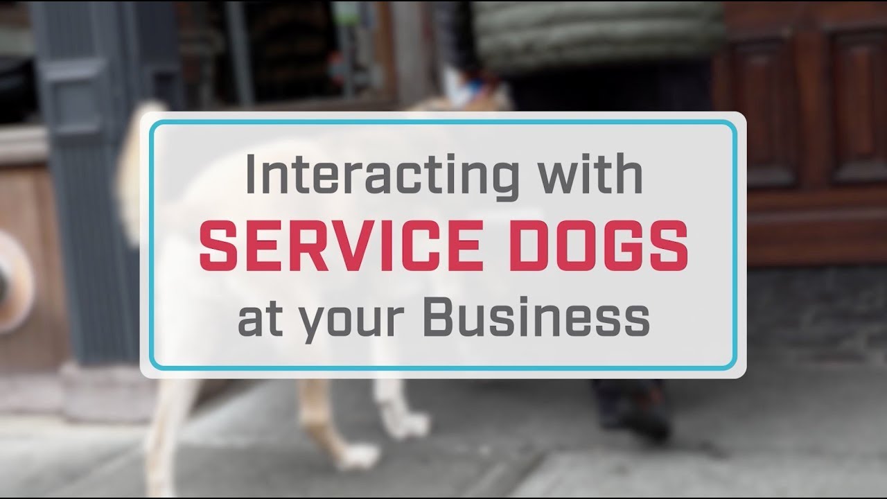 What You Need to Know About Service Dogs