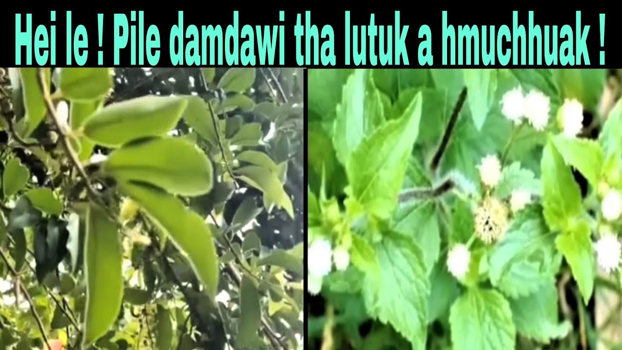 Pile damdawi tha lutuk a hmuchhuak  !! 