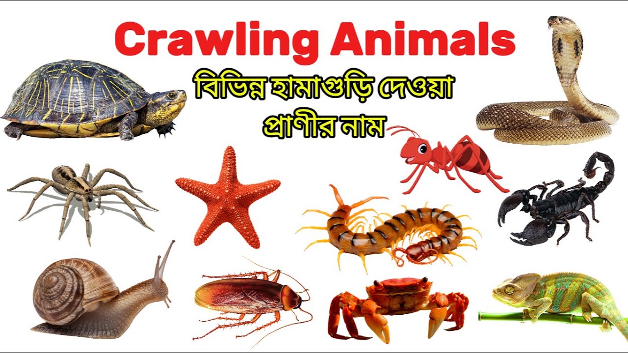 Crawling Animals Name for Kids | Crawling Animals in Bangla | Learn Crawling Animals Name in English