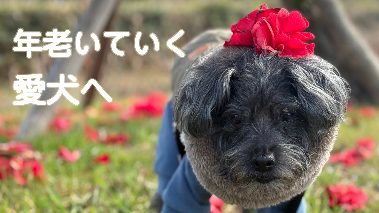 シニア犬のために取り入れてみたものたち