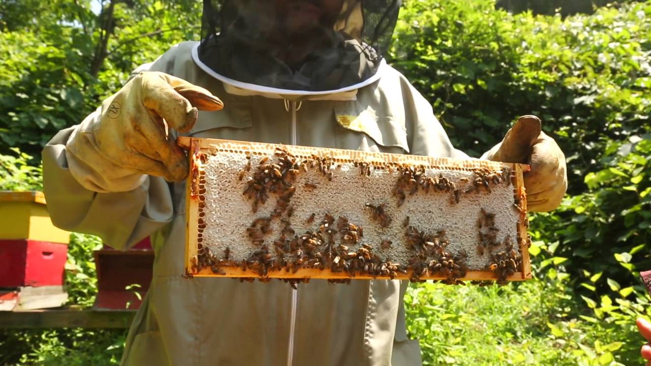 Edible Nutmeg on the Road, Episode 7: Red Bee Honey
