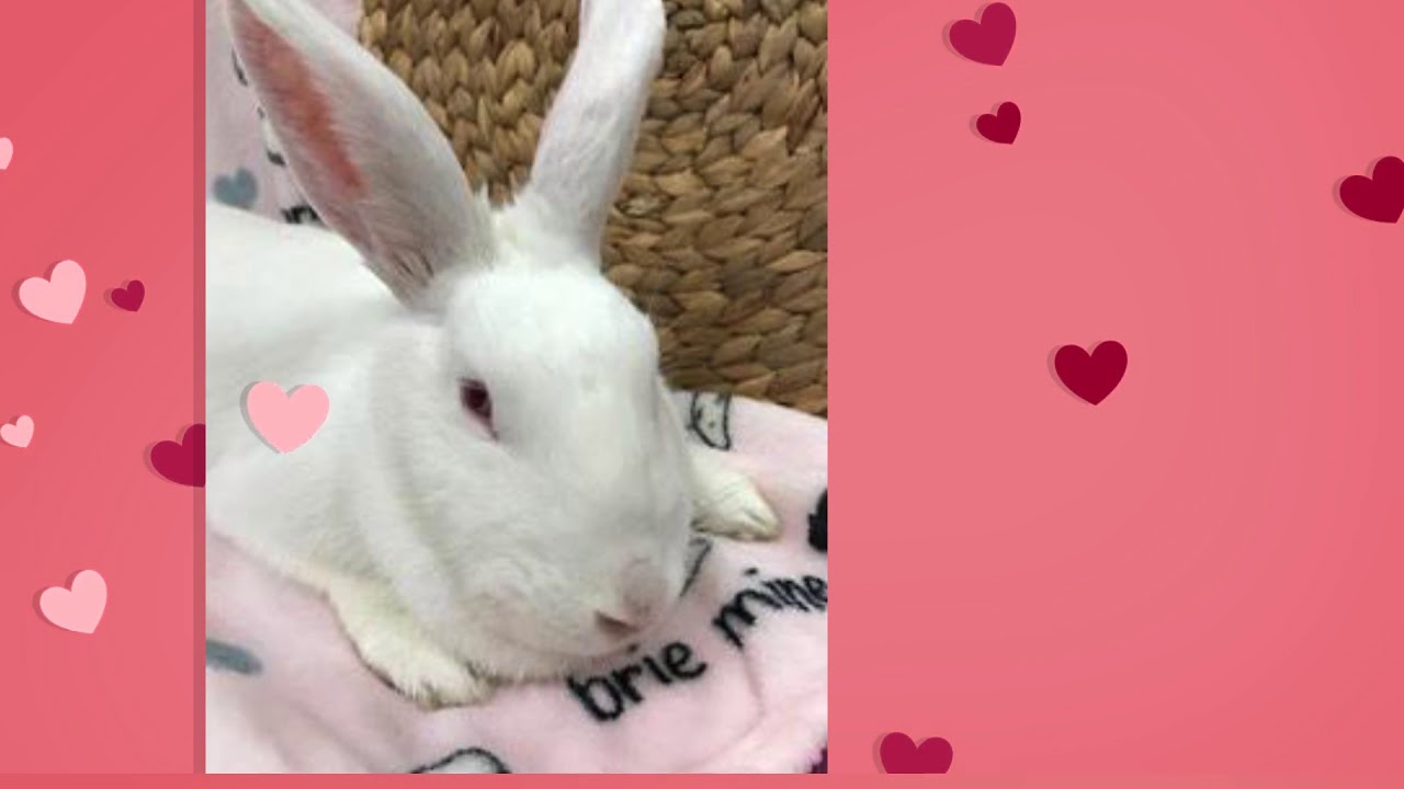 Find Me Some Bunny To Love