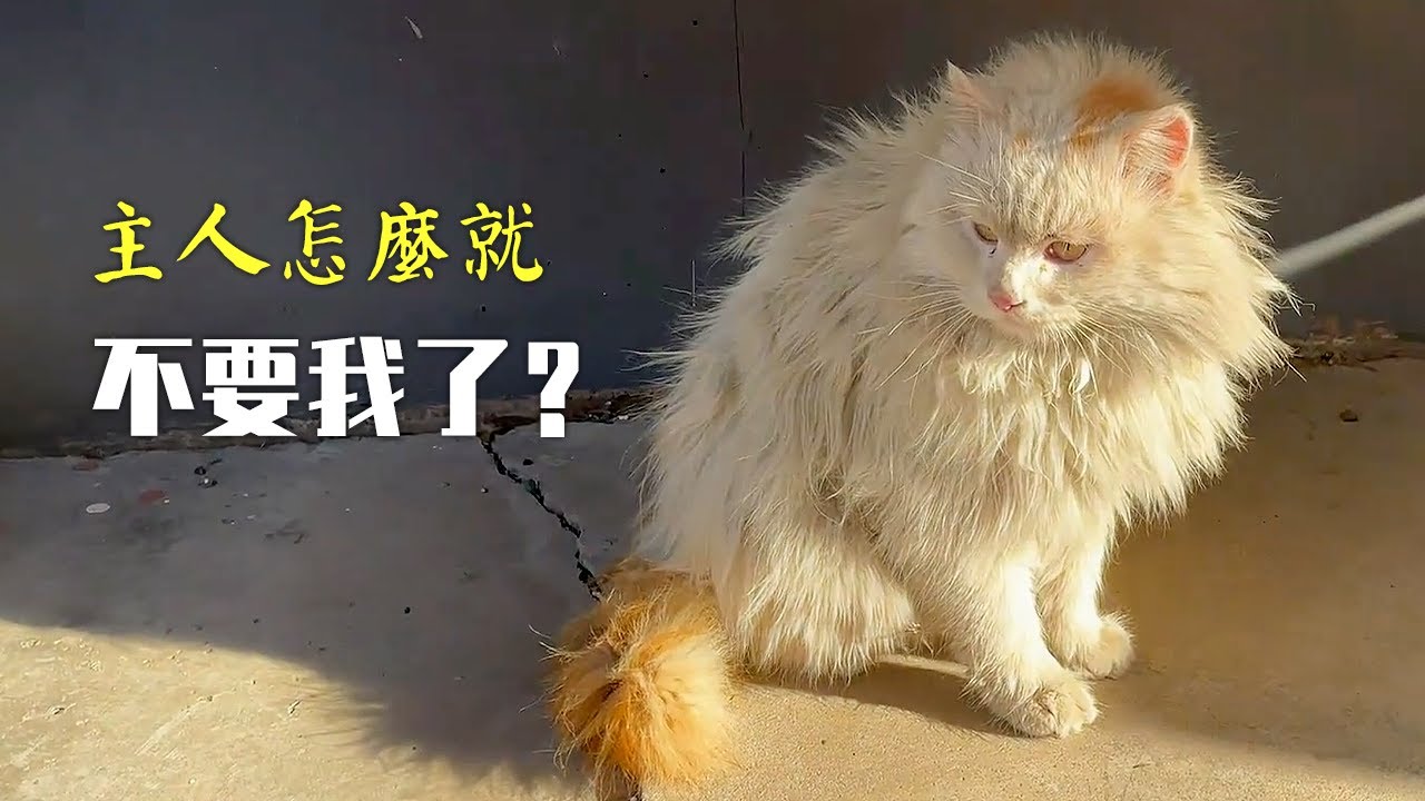 阿姨說：這隻貓是被棄養的，已經流浪好幾個月了...
