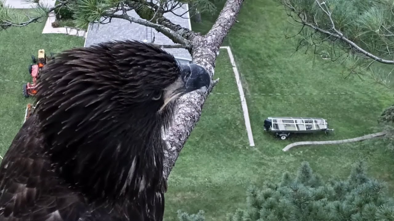 TE3’s First Hunt! 🦅 A Bold Step into the Wild | Trempealeau Eagles 8/2/25