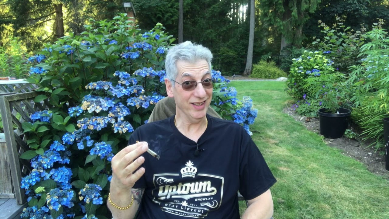 Wedding Cake Cannabis Strain Review