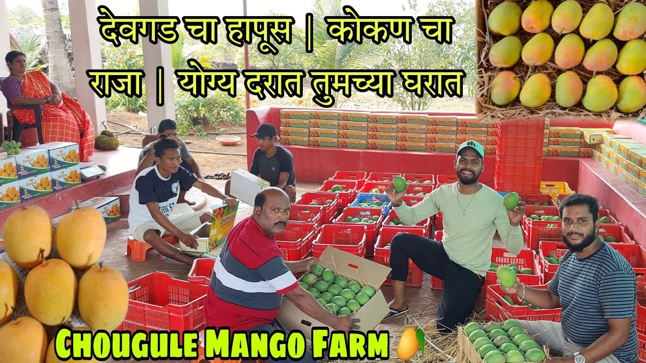 देवगड चा हापूस | कोकण चा राजा | योग्य दरात तुमच्या घरात | Chougule Mango Farm 🥭 | RsV