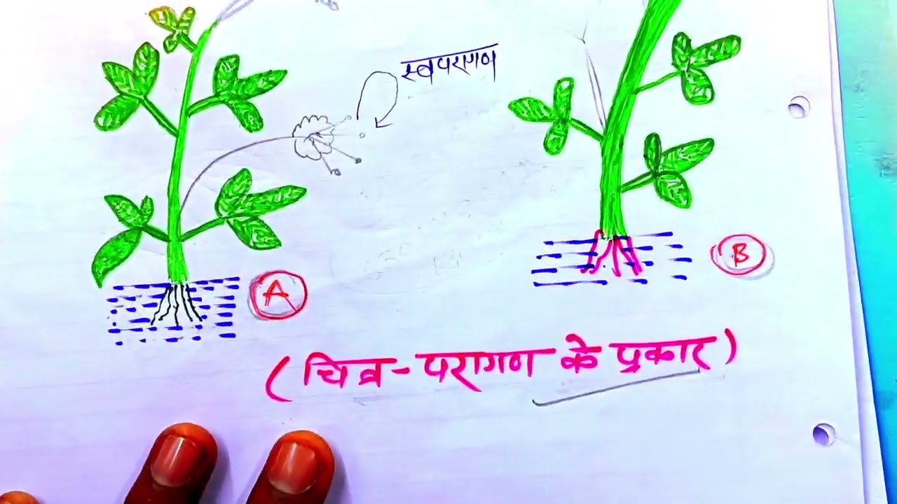 23 फरवरी Biology वायरल प्रश्न मात्र इतना पढलो 🔥,/Biology में 70 मे 70 तैयारी 🔥,/Biology यही छपेगा ✅
