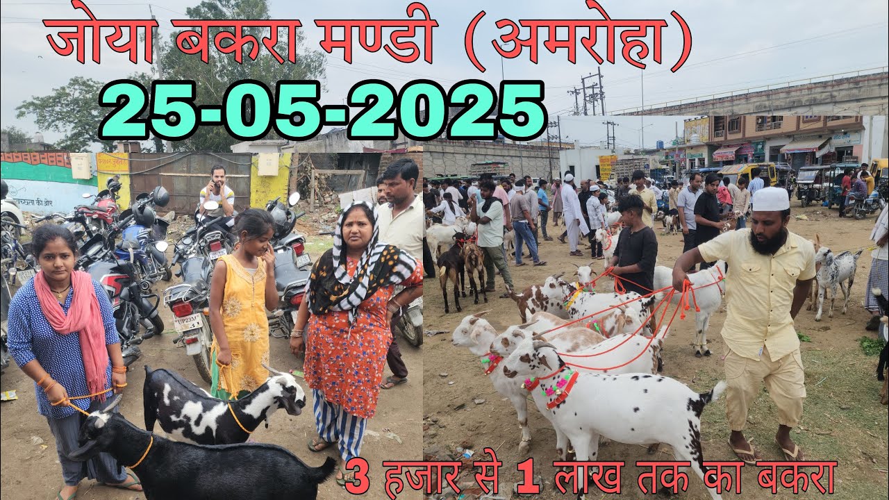 Bakra mandi 2025. बकरा मण्डी जोया (अमरोहा)  25-05-2025. Bakra mandi joya