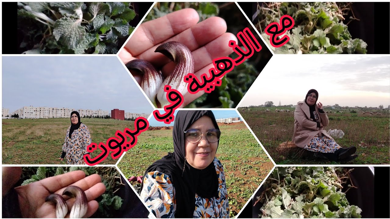 #عشبت#مريوت_مع_ماما_الذهبية#