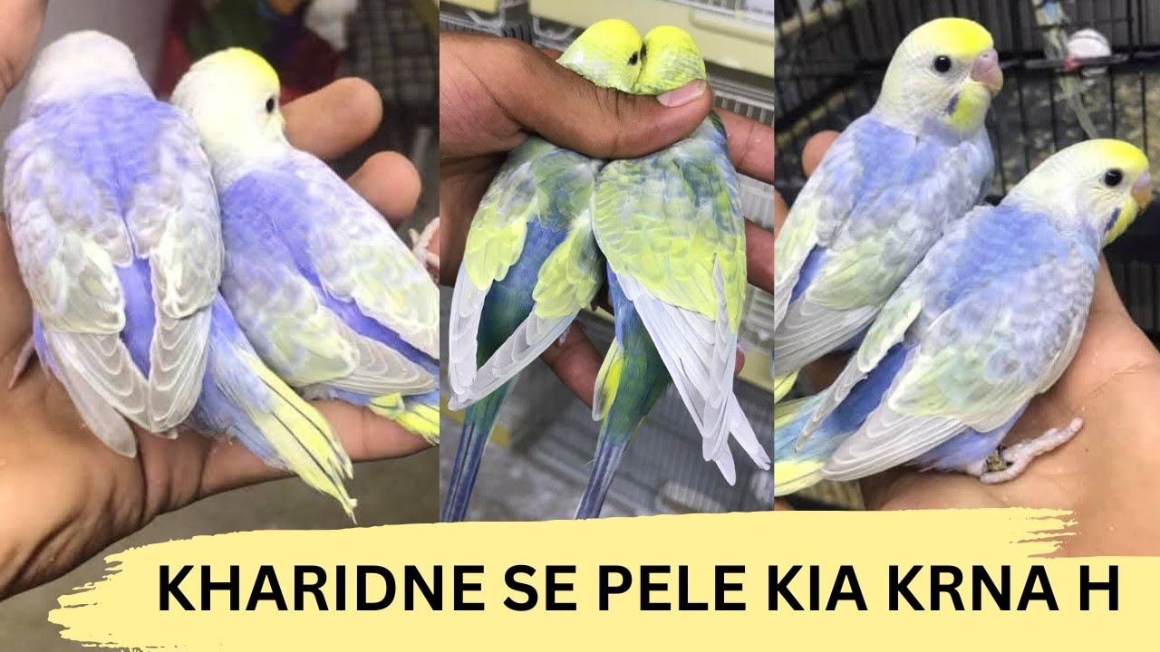 Rainbow kharidne SE Pele Kia krna HOTA h