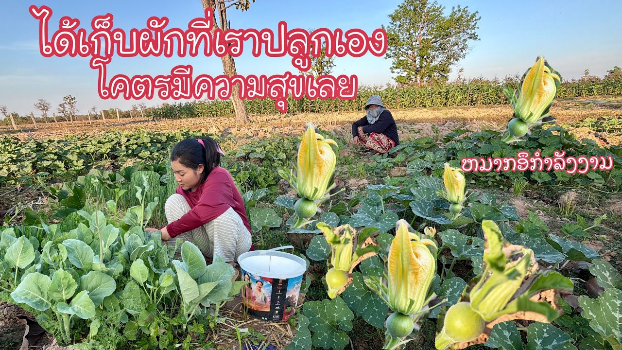 แม่รวยพาทัวฟักทองที่เราปลูก//เก็บคะน้ายอดใหญ่ๆเมือผัด