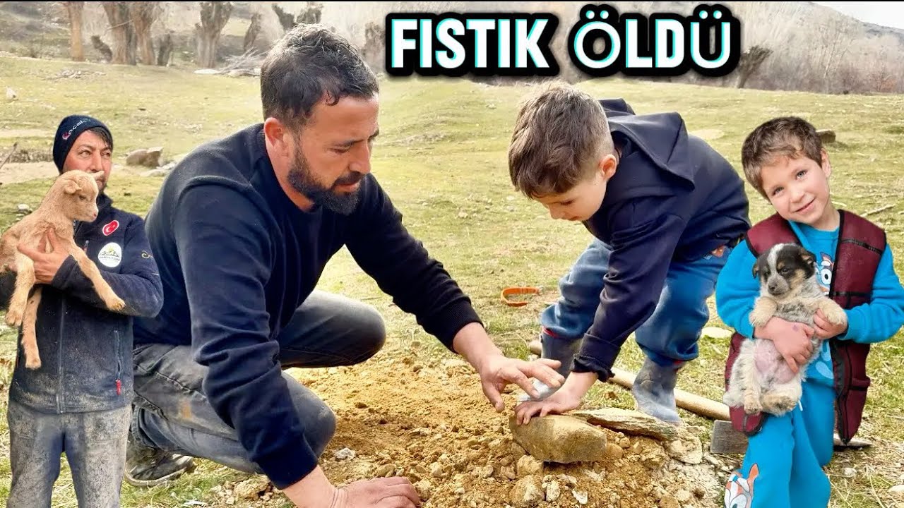 FISTIK ÖLDÜ !!! HALİLİN YAVRU KÖPEĞİ ÖLDÜ  / 250 TANE KAZ YUMURTASI ALMIŞIZ /YENI KÜMESLER YAPIYORUZ