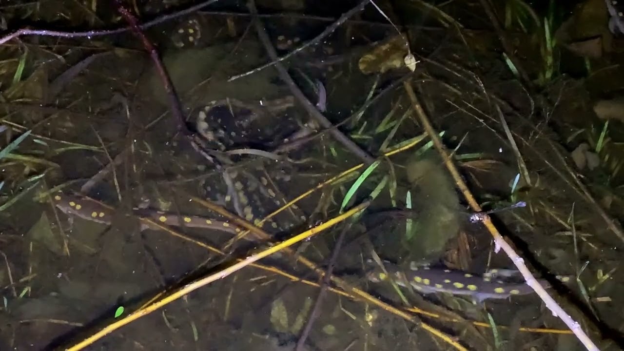 Spotted Salamanders breeding 3 6 22 1