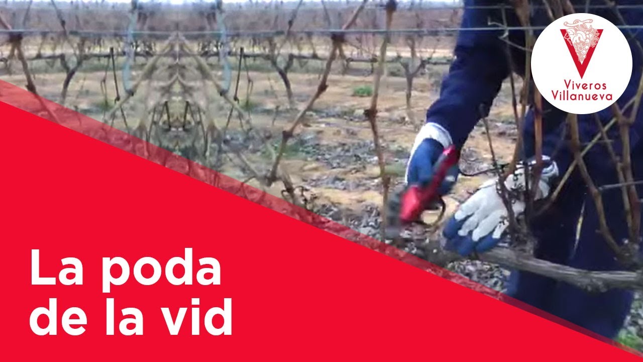 La poda de la vid en Viveros Villanueva Vides