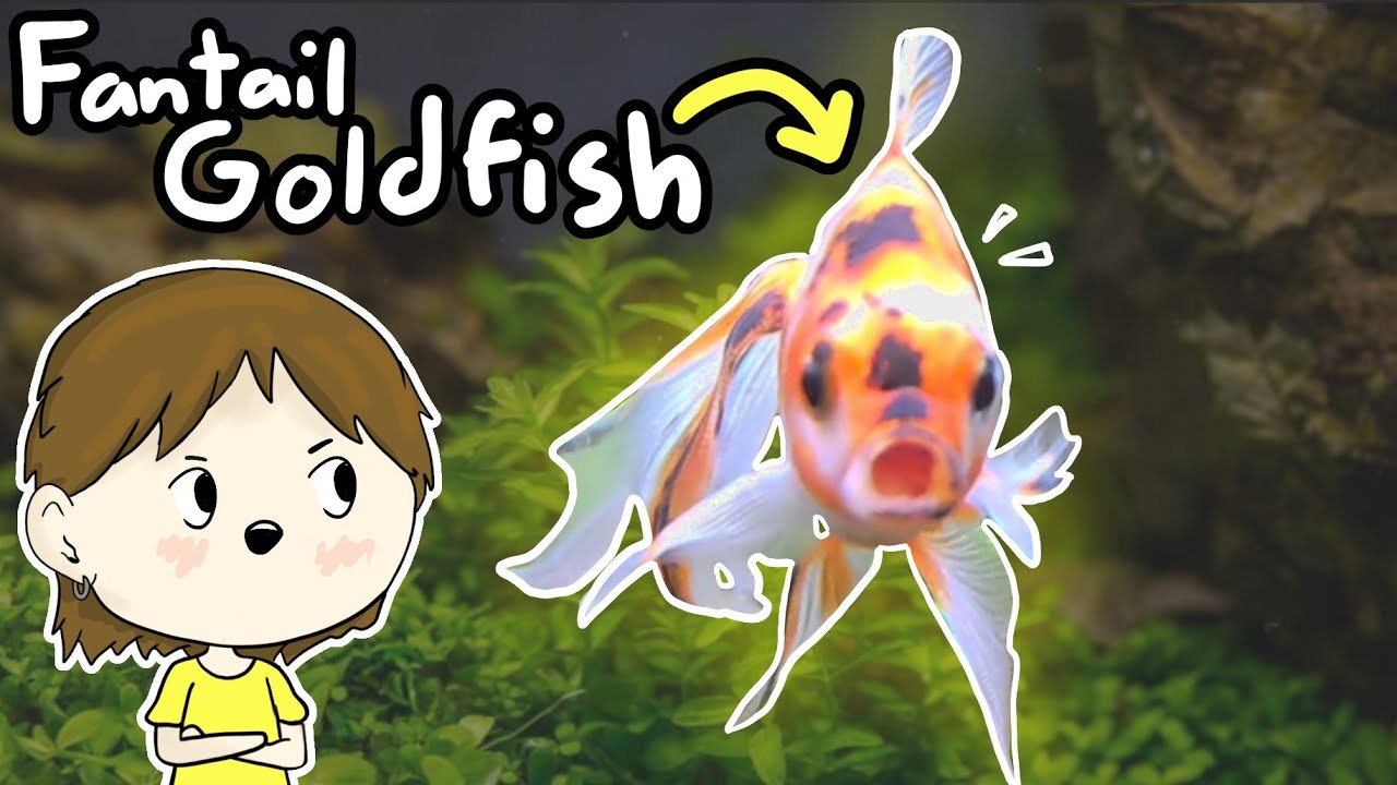 Fantail Goldfish Care - Beginner's Guide
