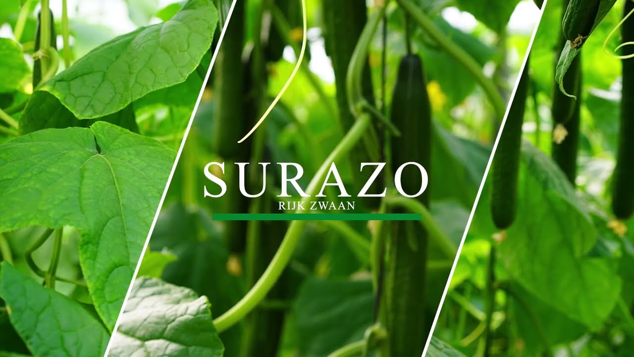 Surazo, el pepino ideal para ciclo medio tardío de Rijk Zwaan